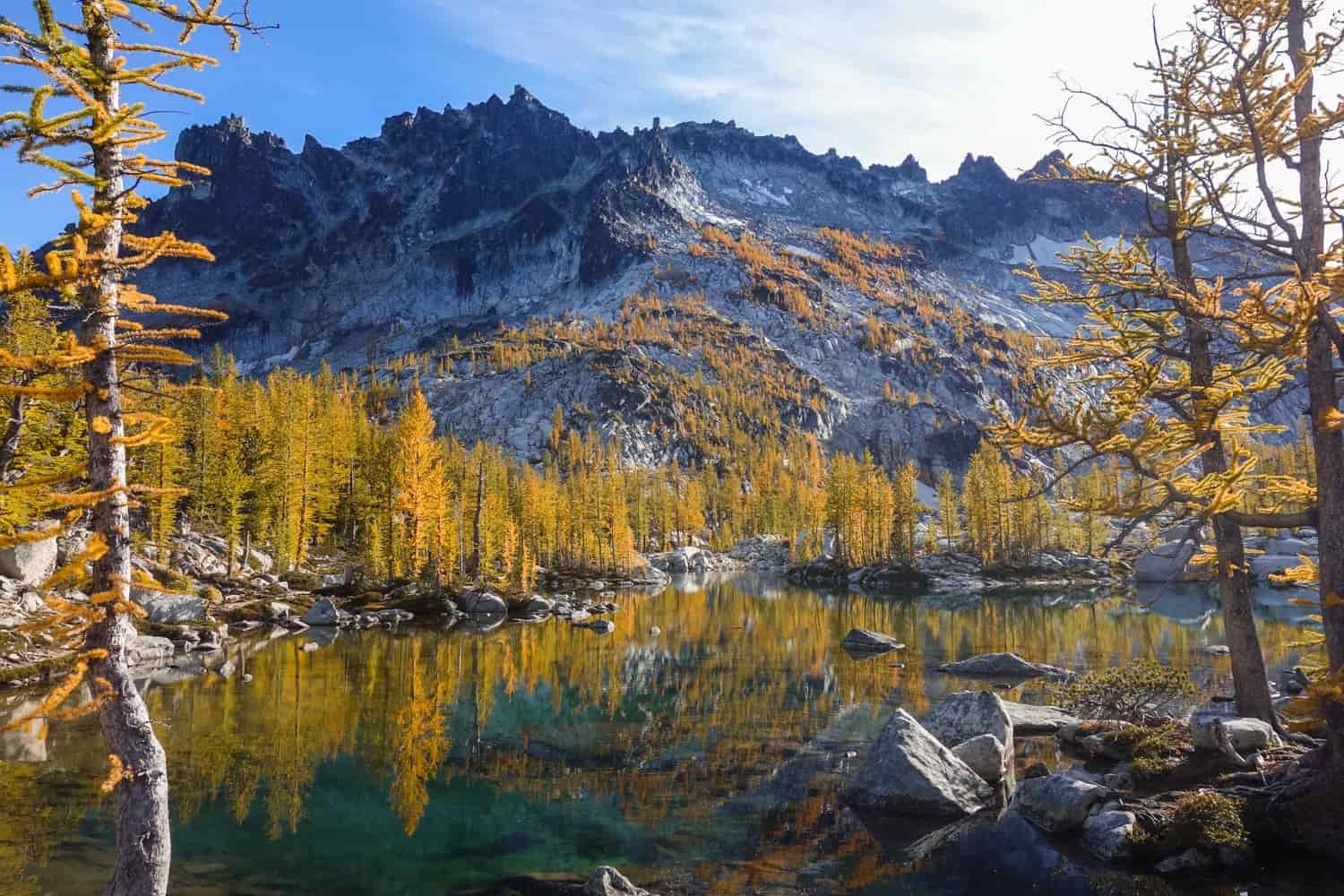 larch trees turning yellow around a lake with a snow dusted mountain in the background