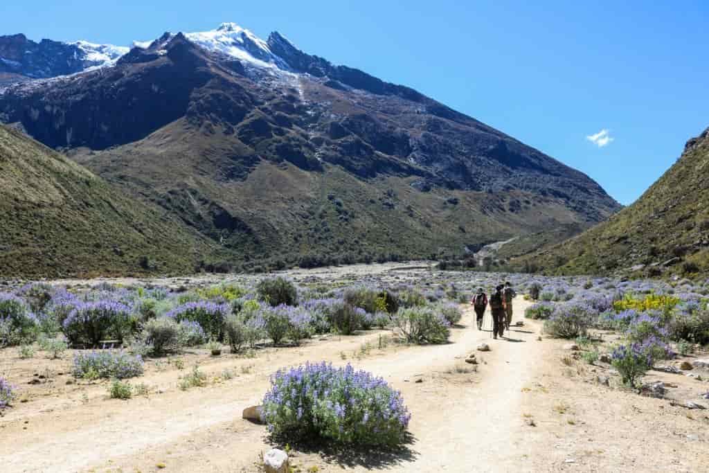 A group of hikers follow a dry trail surrounded by flowering bushes