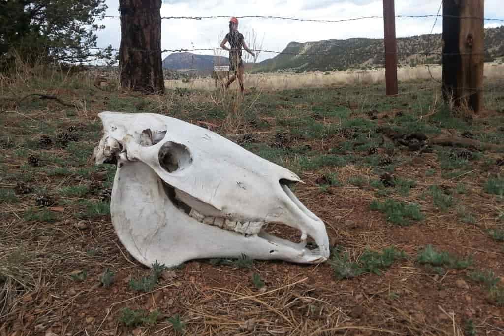 close up of a cattle skull laying on the ground in front of a barbed wire fence