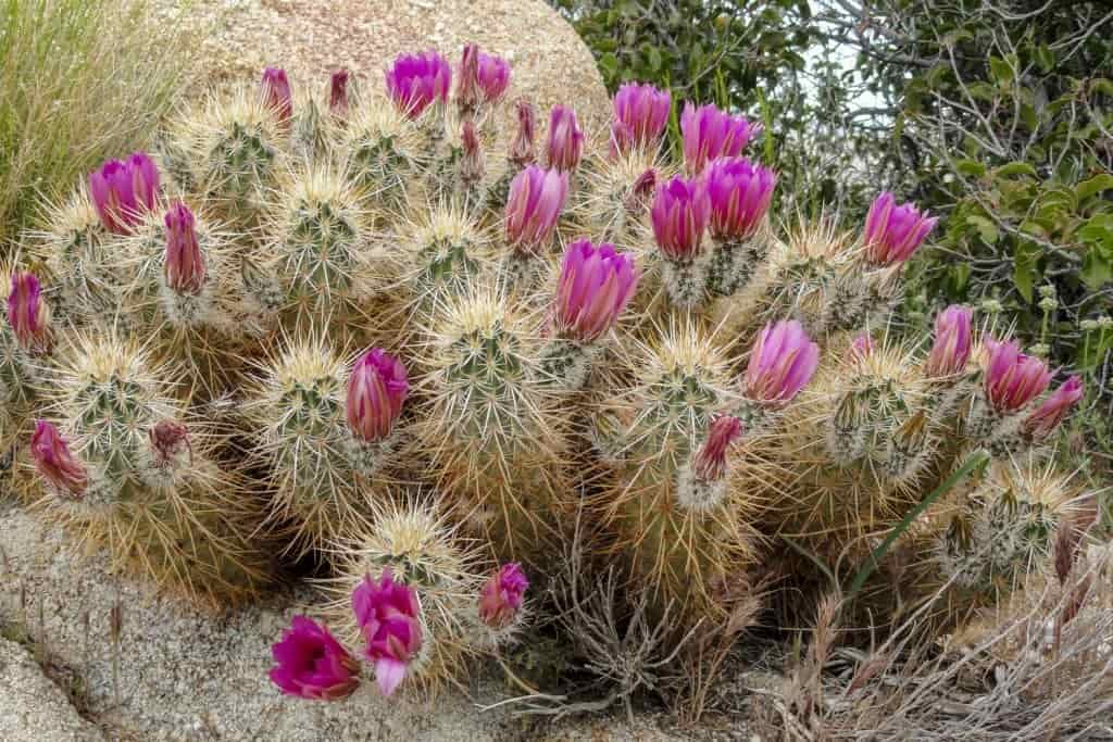 Close up of a spiny cactus blooming with pink flowers