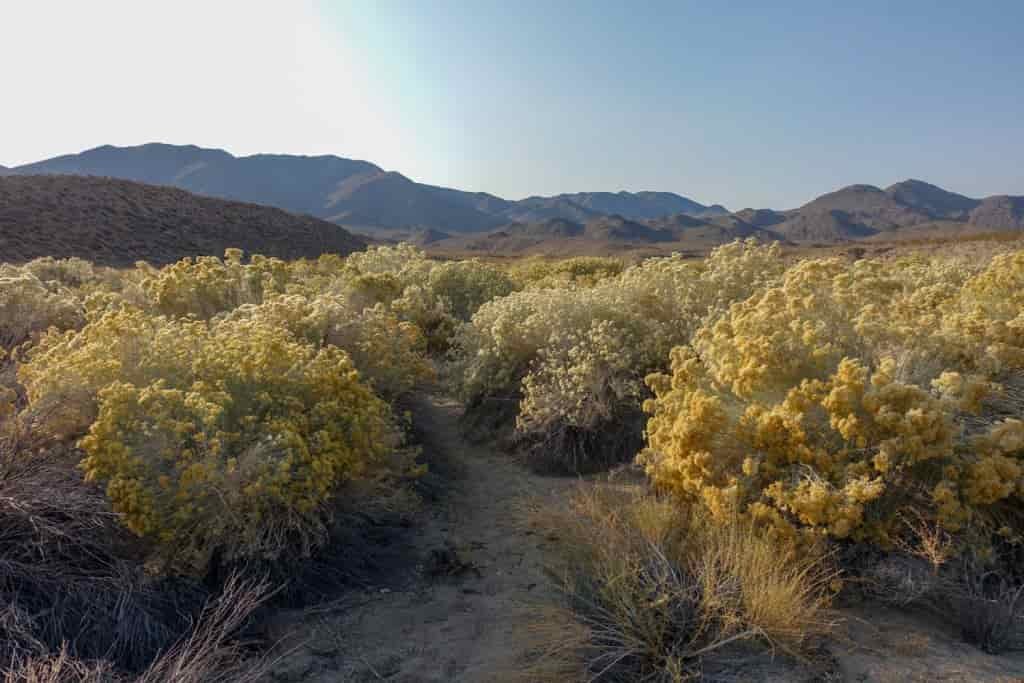 Scenic shot of a desert wash filled with sage and flowering bushes