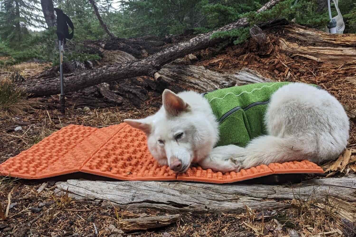 A dog wearing a fleece sweater lying down taking a nap on an unfolded NEMO switchback
