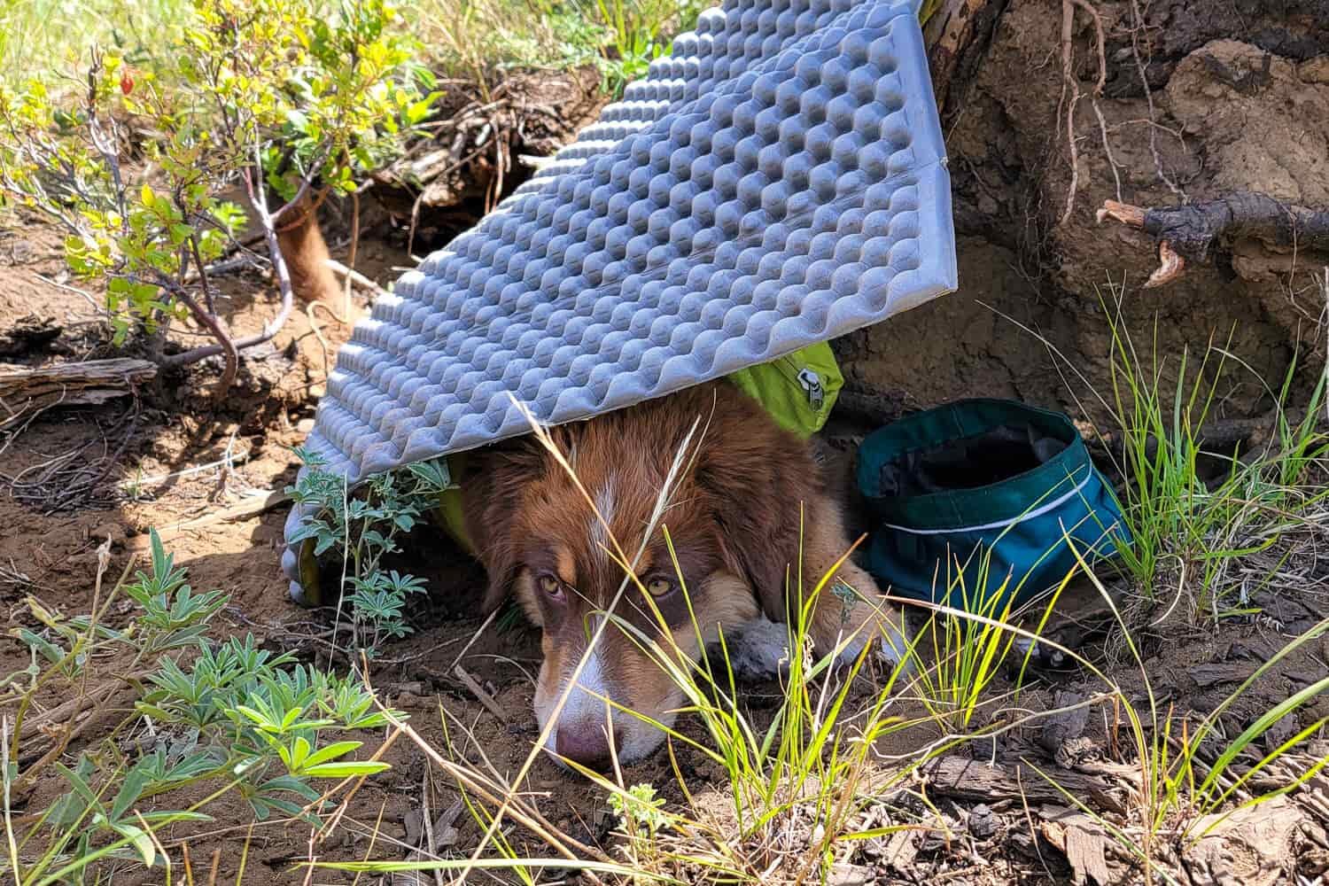 a puppy lying down on the ground on a sunny day with a packable water/food bowl next to his head. A therm-a-rest z lite sol sleeping pad is draped over the dog to provide some shade.