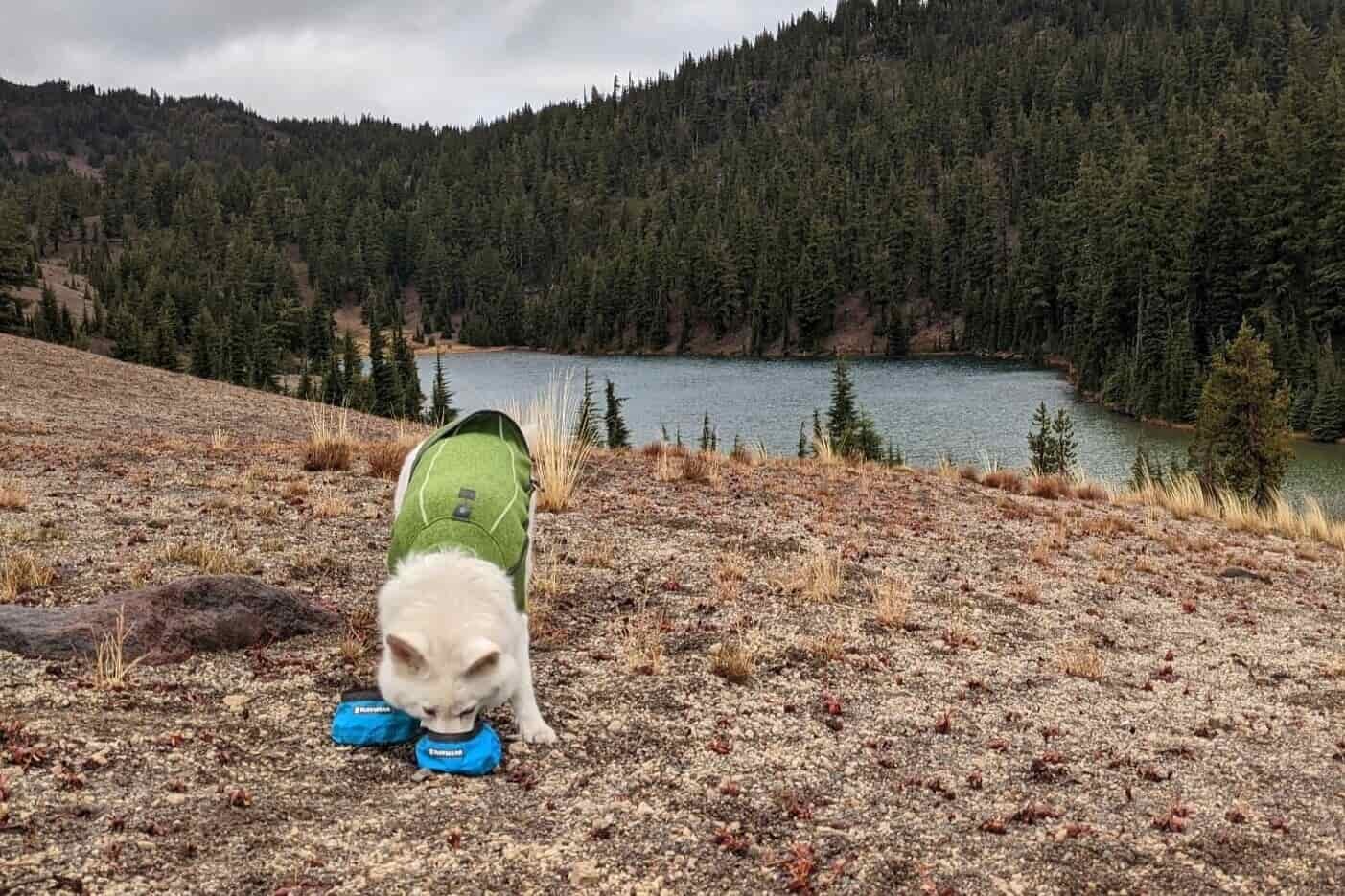 a dog drinking water out of a travel bowl