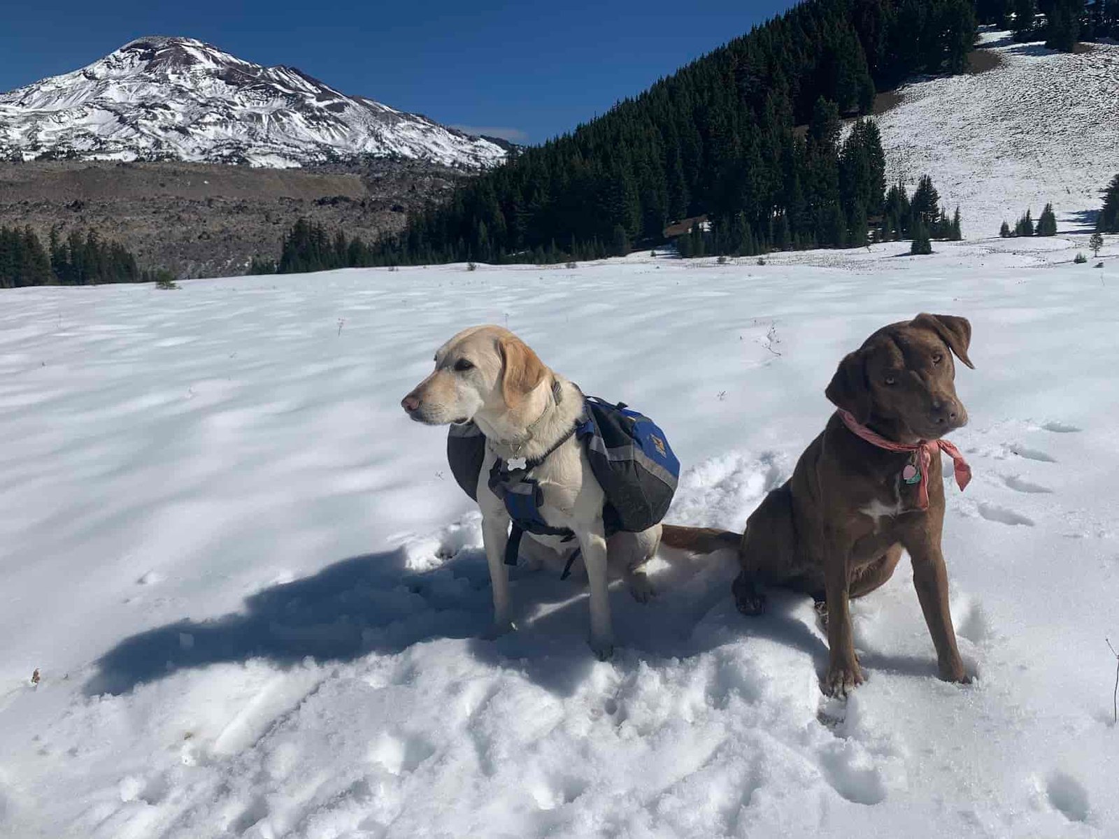 two dogs sitting on a snowy meadow in front of a volcano