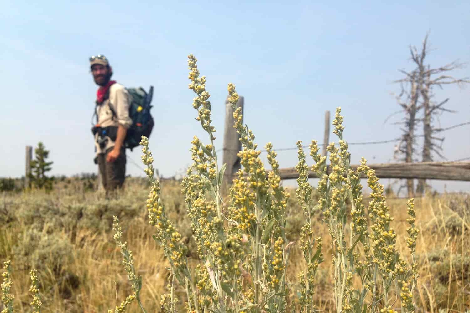 A sage plant in the foreground is clear while a hiker in the background is blurred by the photographer