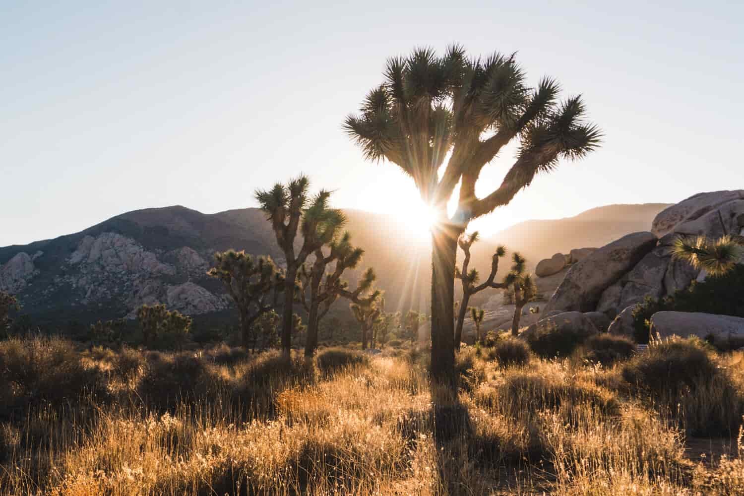 Sun rays stream through a Joshua Tree on a desert landscape