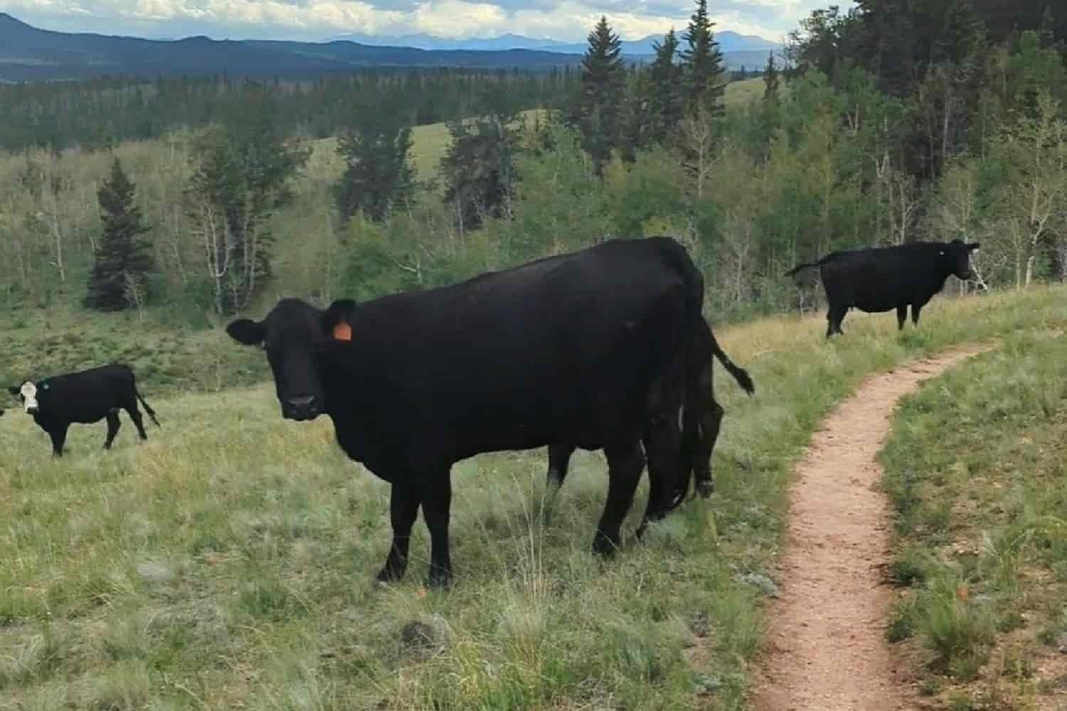 a herd of cattle alongside a hiking trail