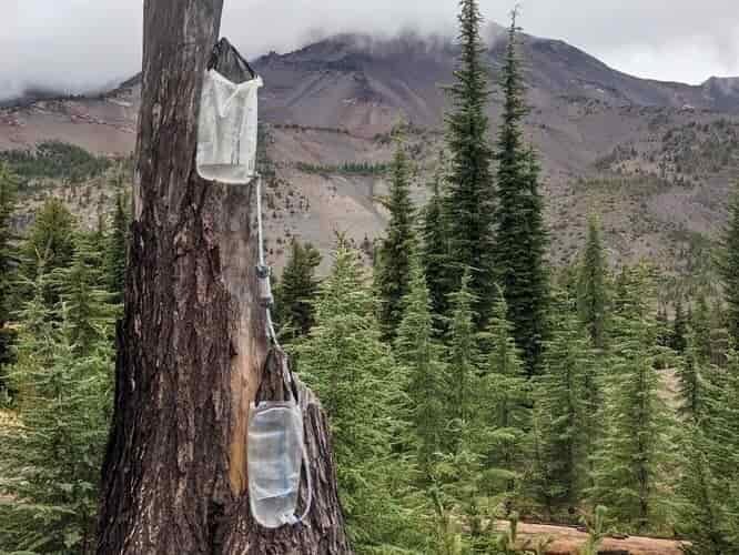 dirty water getting treated through a gravity system by platypus. The system is hanging from a tree with Mt Hood in the background