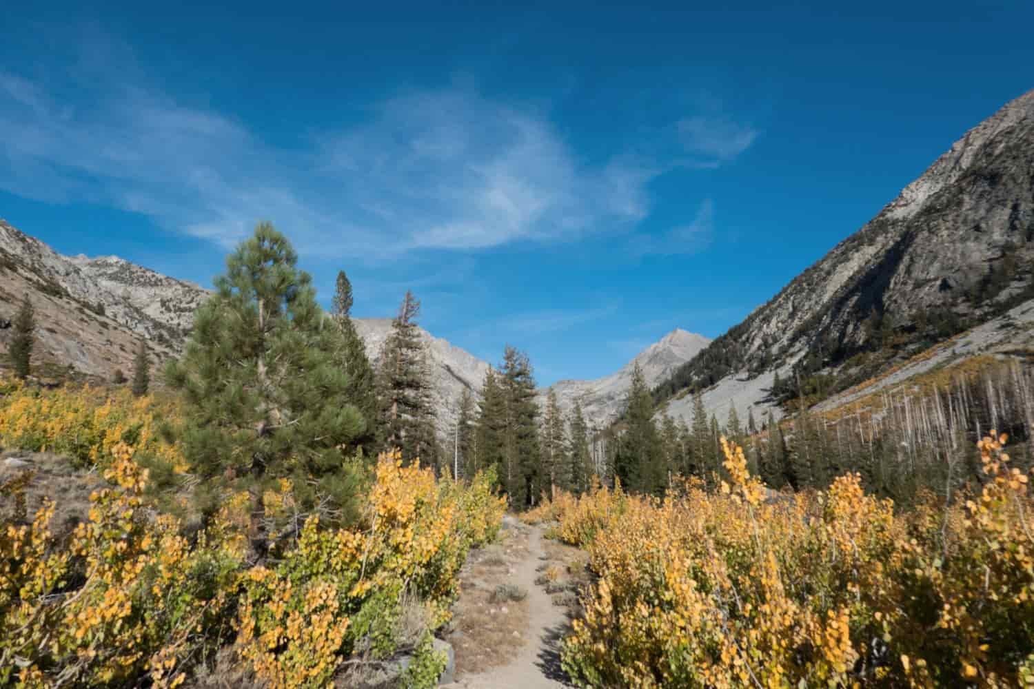 yellow brush lining the john muir trail in a river valley