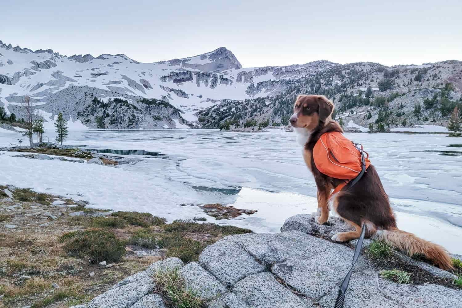 a dog sitting on a rock in front of a frozen lake with a snowy mountain in the background