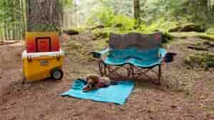 A puppy sitting next to the Kelty Low Loveseat and the Rovr Rollr 60 Cooler in a forested setting