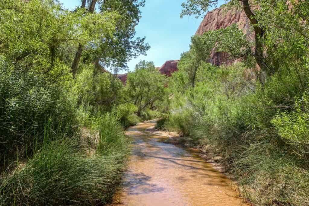 a creek winds it's way through green desert trees