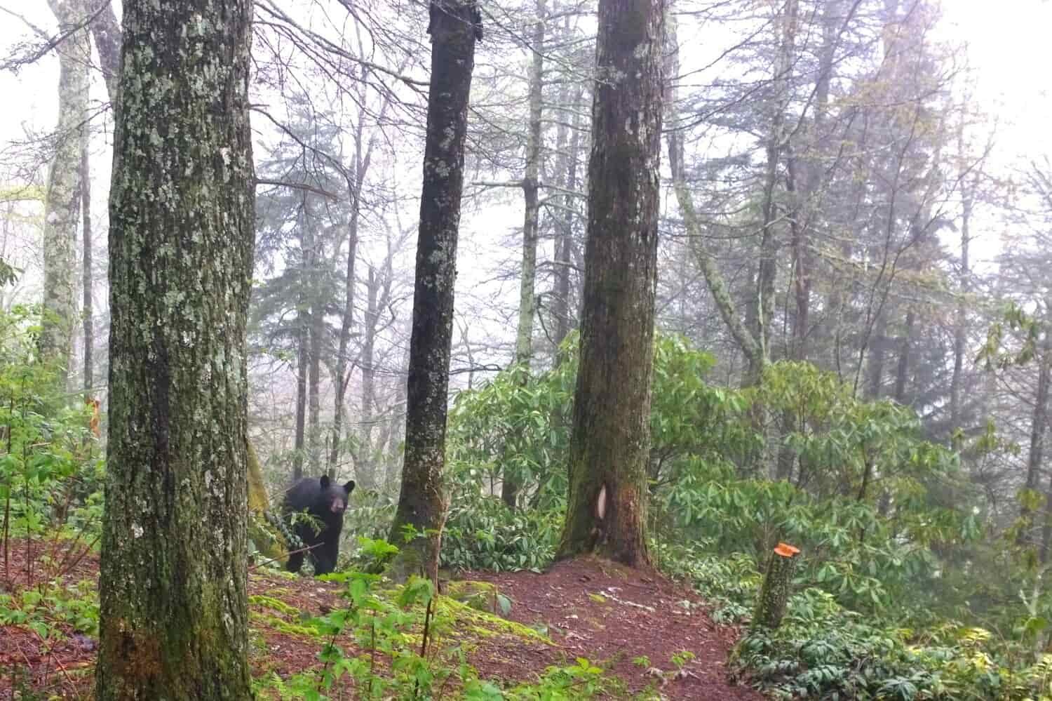 Black bear in a foggy forest on the Appalachian Trail