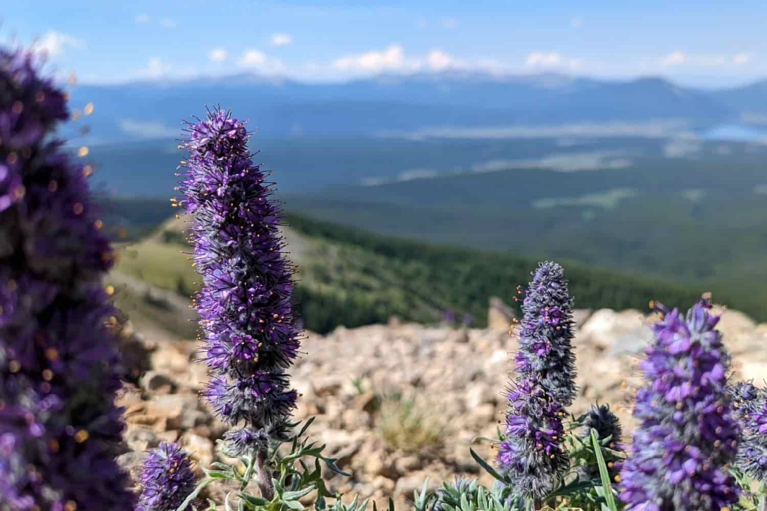 the flower, purple fringe, atop a mountain with blue skies and green mountains behind