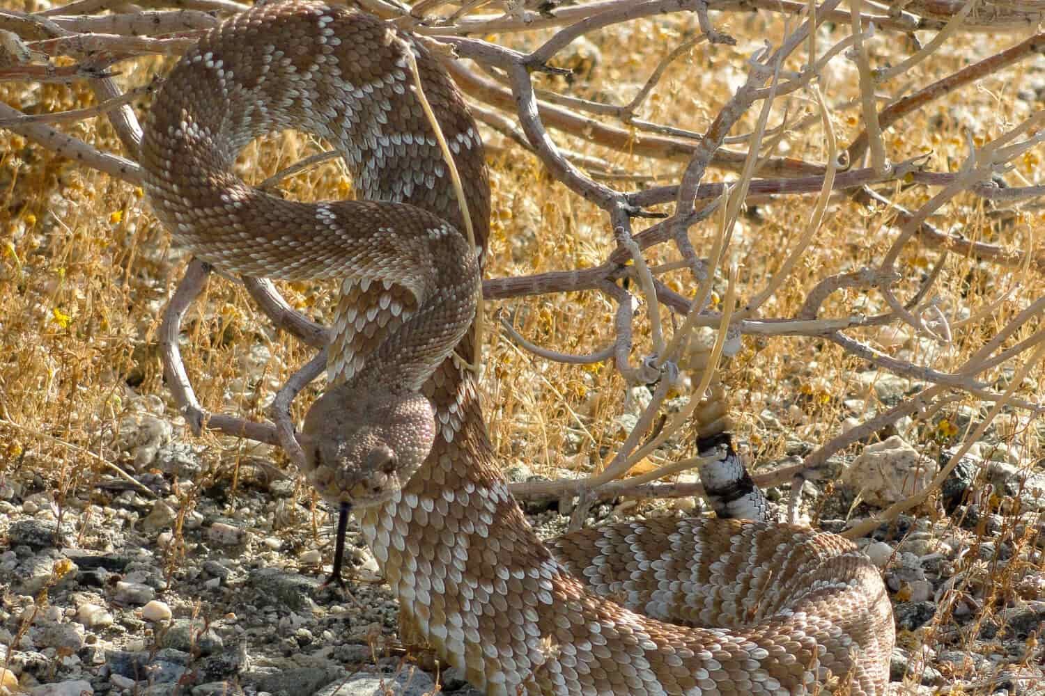 Rattlesnake giving its warning to stay back.