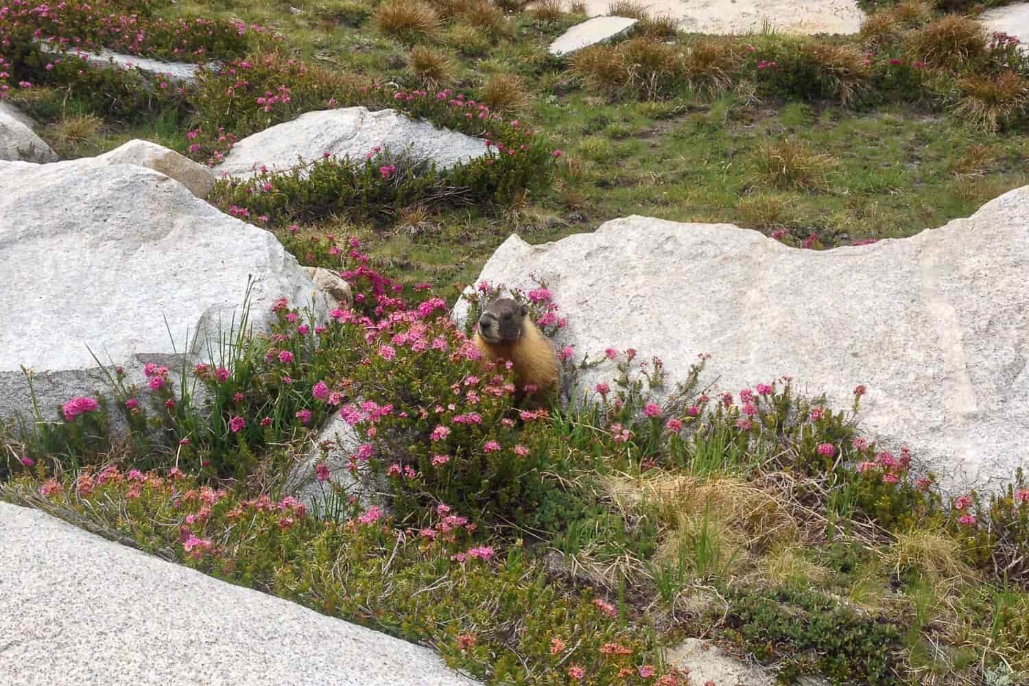 Marmot in a meadow with pink flowers and granite rock.