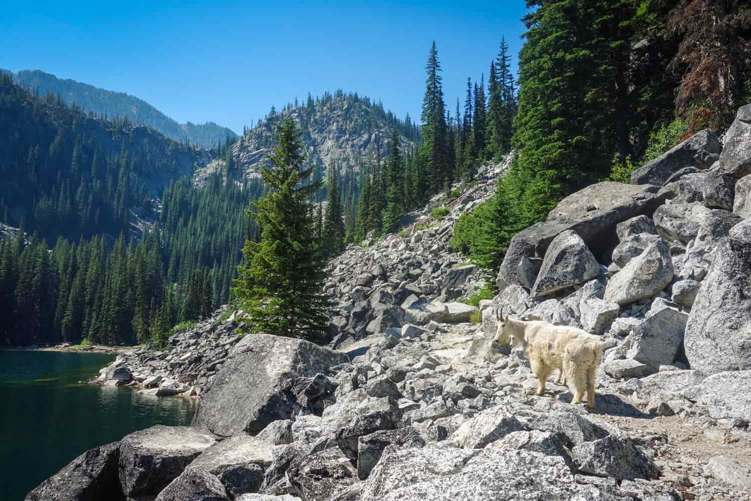 mountain goat on the rocky PCT trail next to an alpine lake on a sunny day.