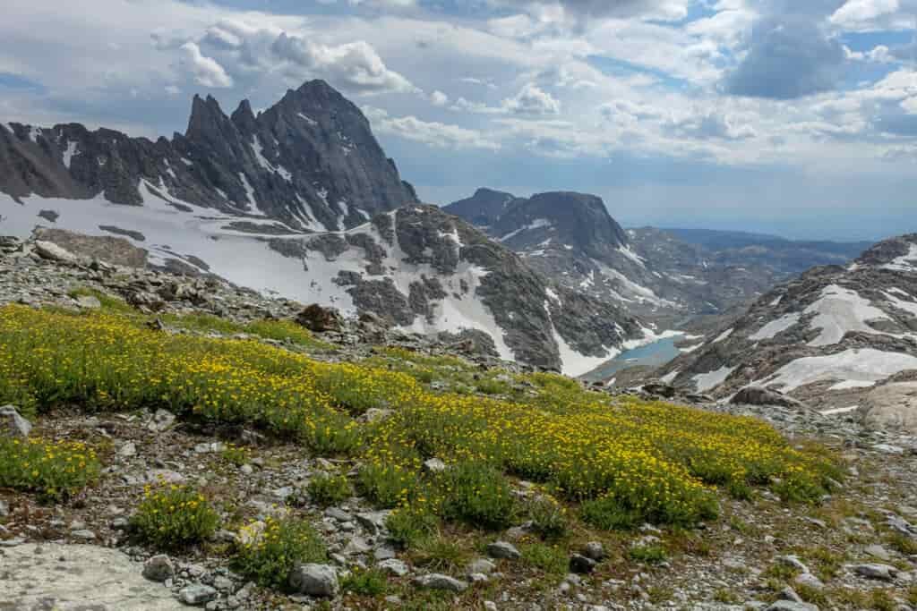 yellow flowers above a glacial lake in the wind river range
