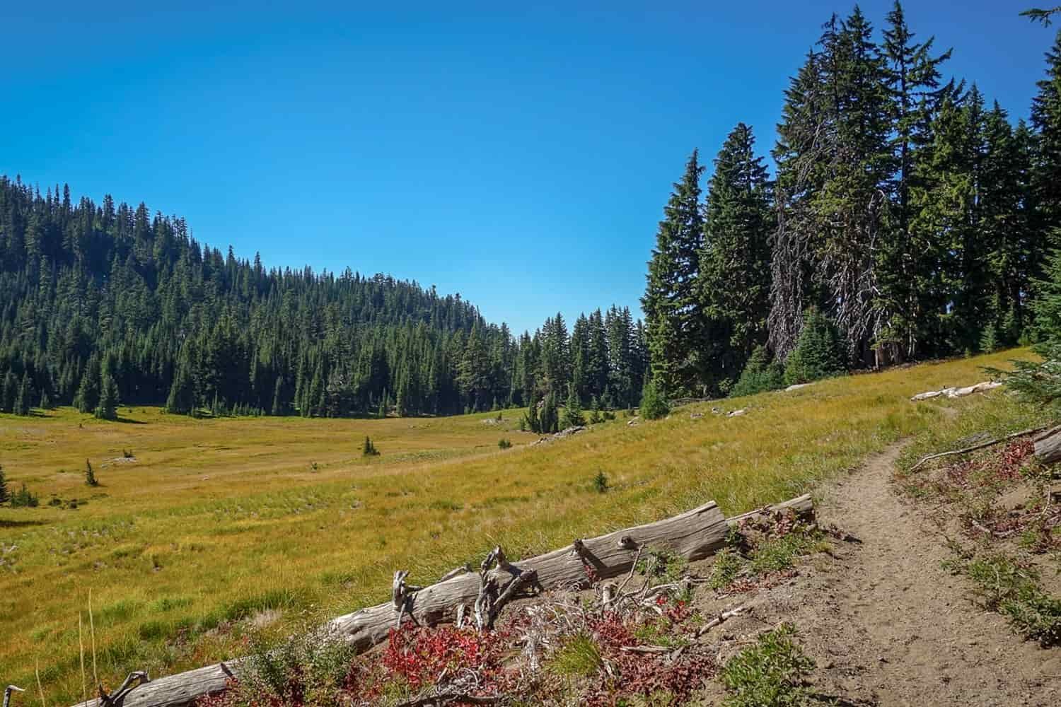 trail through a meadow in the three sisters wilderness