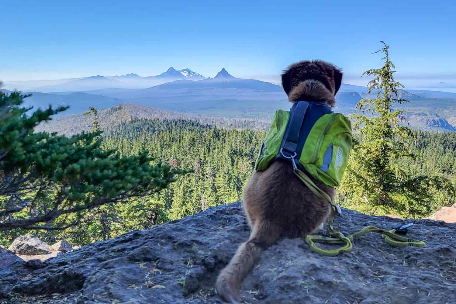 a puppy wearing his backpack sits on a rock overlooking a view of the cascade range and the three sisters wilderness