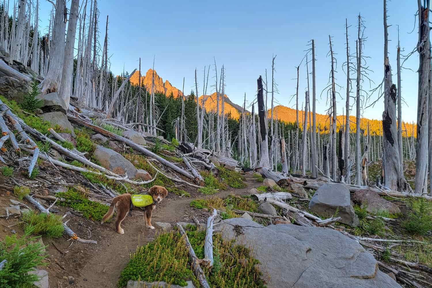 a puppy wearing a backpack on the trail heading toward three fingered jack at goldenhour