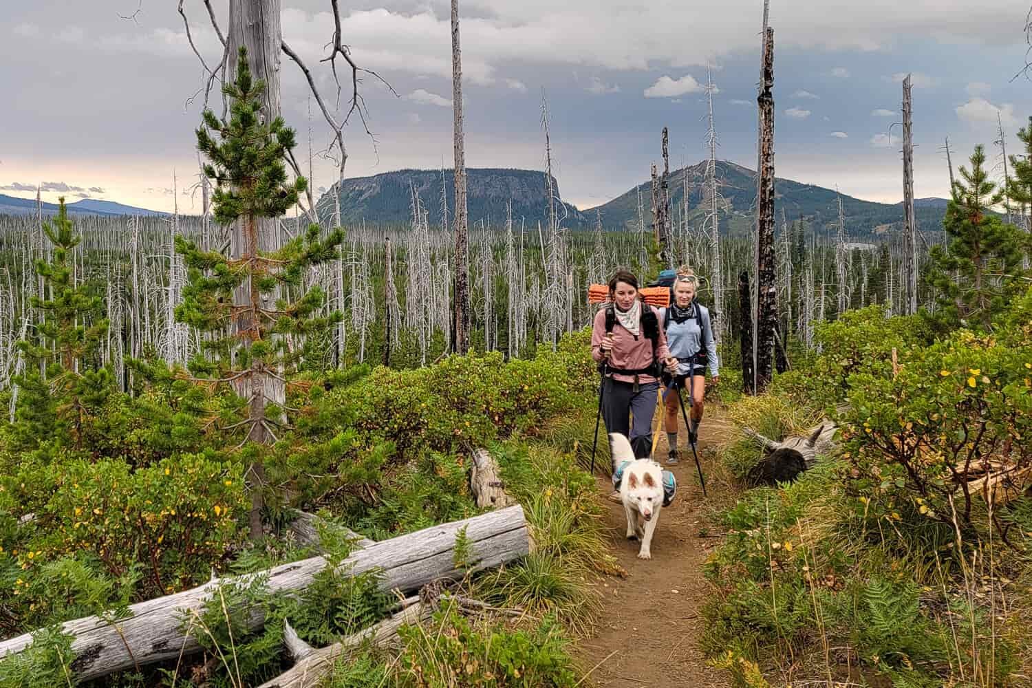 two backpackers and their dogs begin their three fingered jack hike from santiam pass