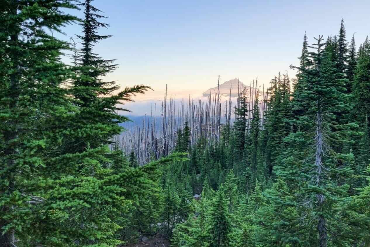 douglas firs and pines frame mt. jefferson in the distance in alpenglow light