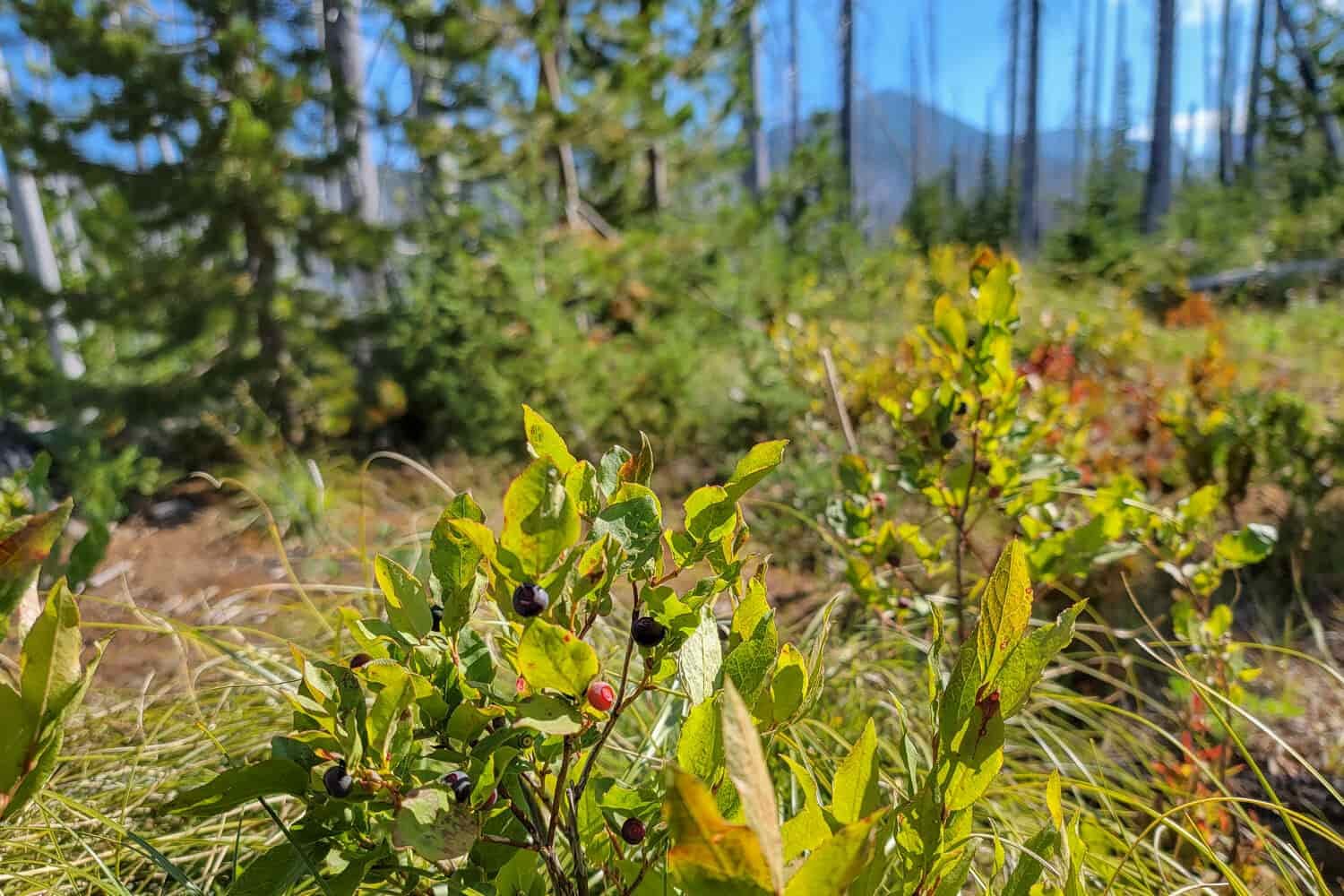 huckleberries in central oregon in the jefferson wilderness