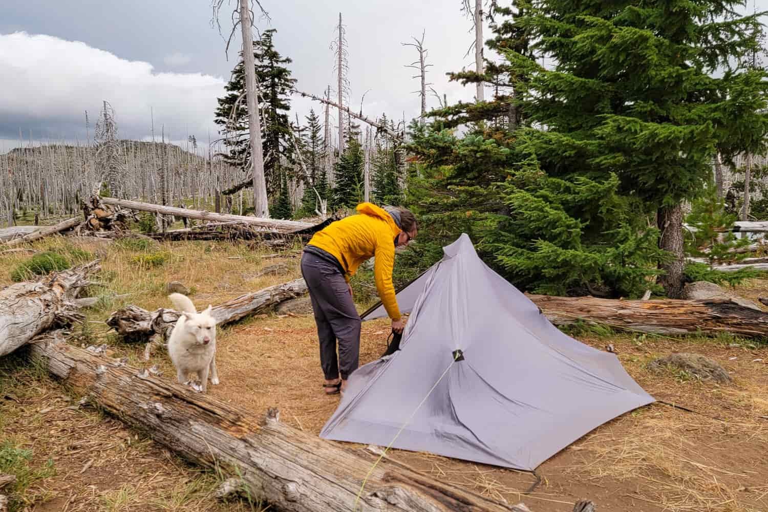 A backpacker at booth lake in oregon setting up their tent with their dog and tent getting pressed by the wind