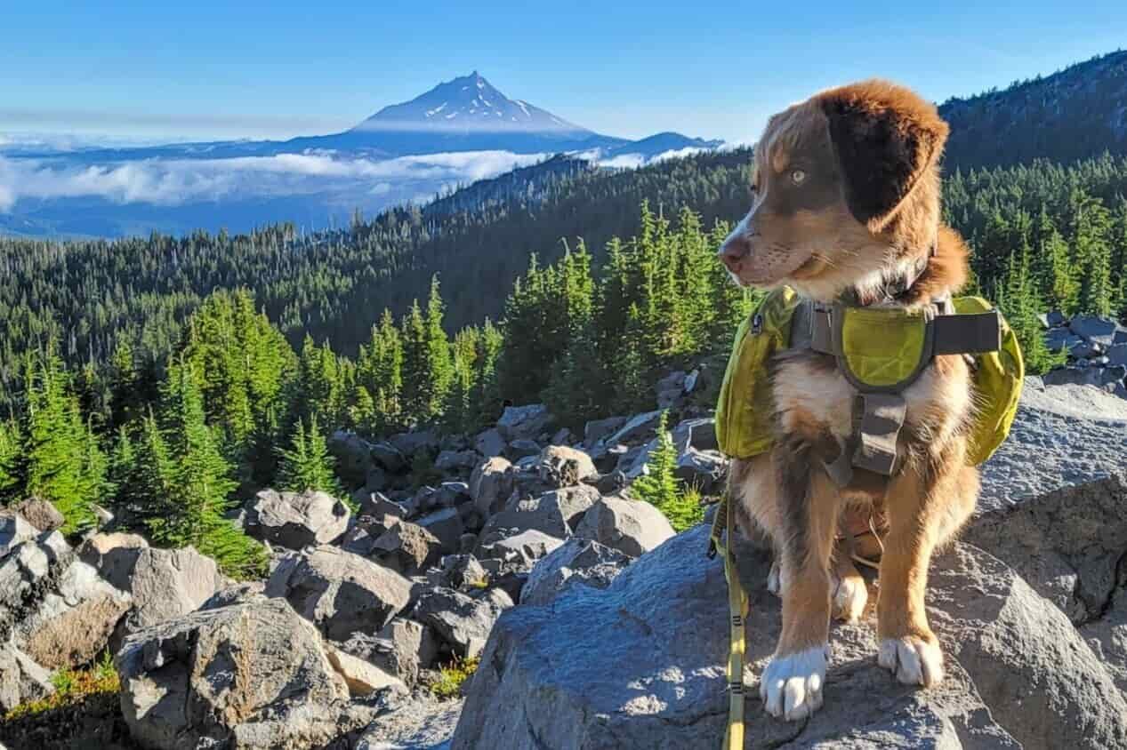 a puppy wearing a dog backpack overlooking the central oregon cascades near three fingered jack