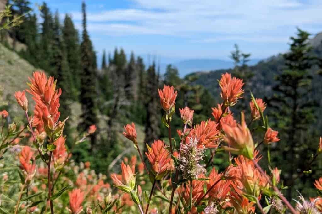 wildflower called the paintbrush in bright orange in eastern oregon