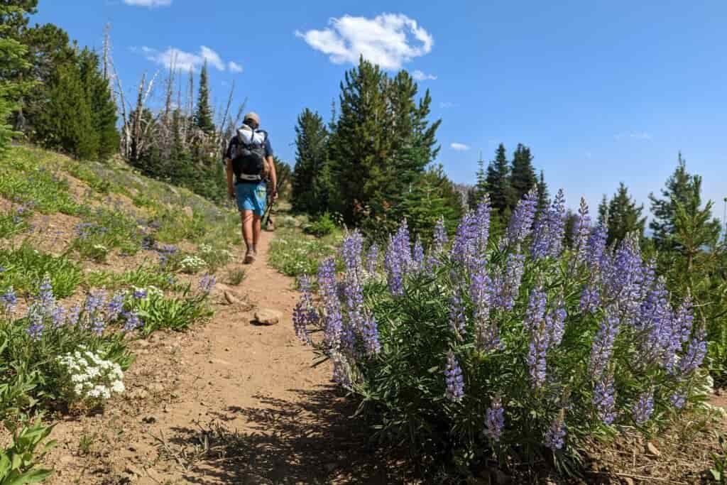 backpacker hiking on an orange sandy trail with large purple-blue lupine growing beside the trail
