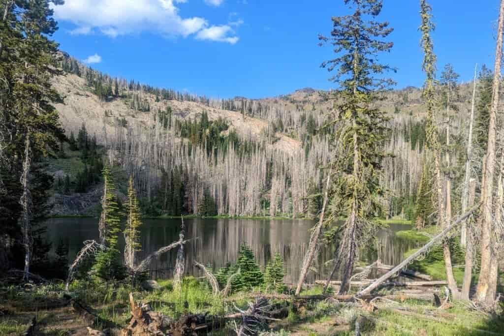 high lake below some dead conifers and live firs