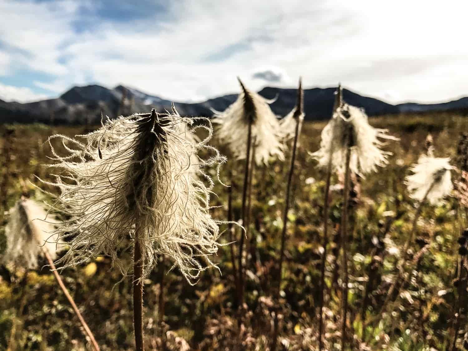 western pasque flower in the alpine in jasper national park