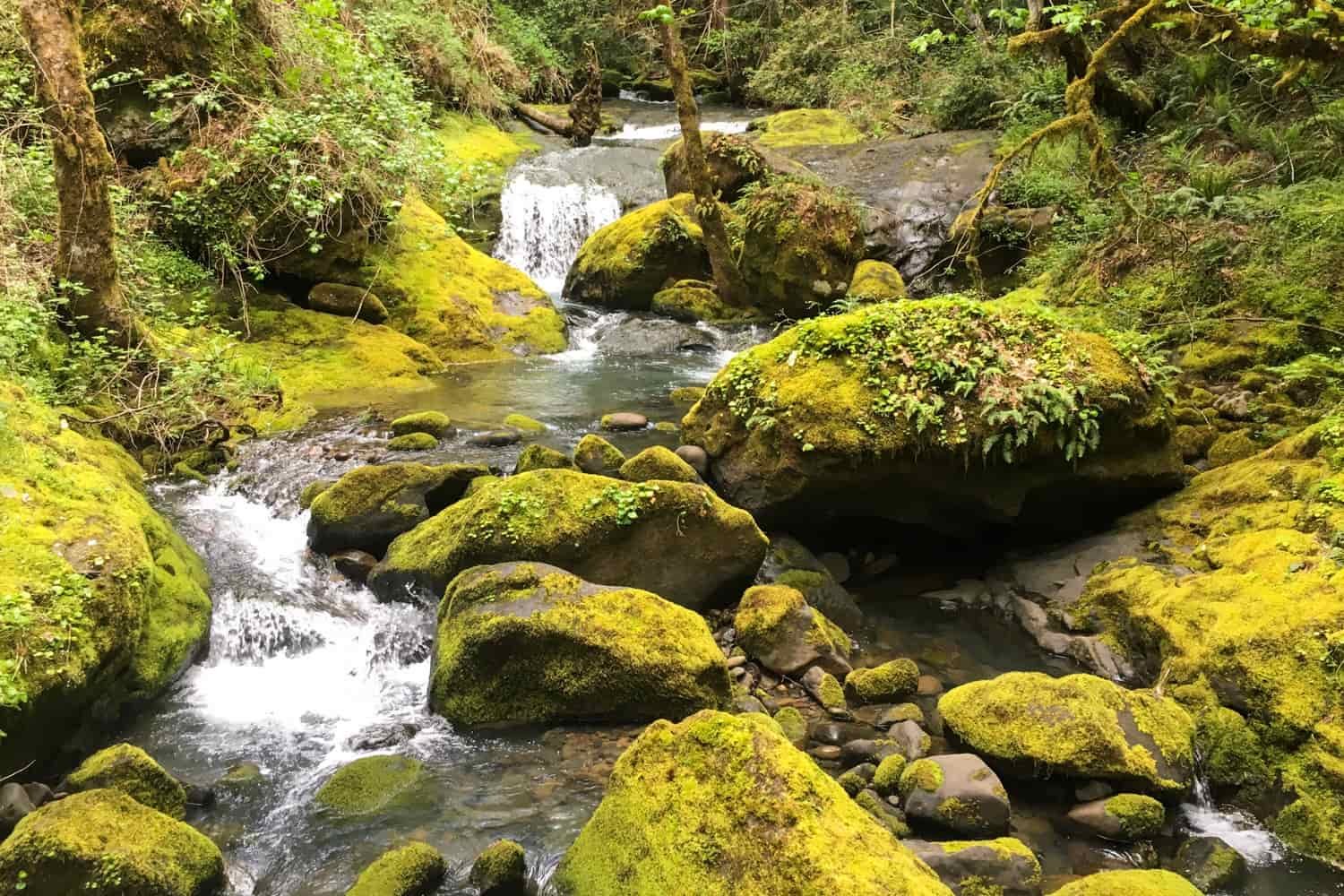a small stream drops over moss covered rocks in the Rogue-Siskiyou Forest