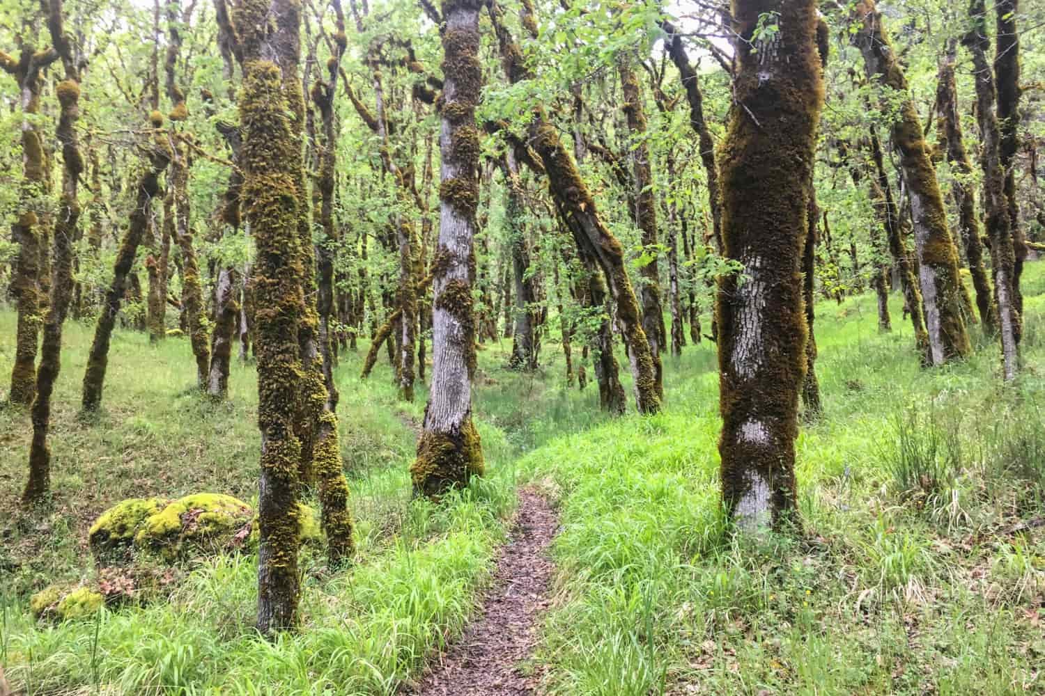 a woodland trail with moss covered trees and bright spring green grass and leaves in the Rogue-Siskiyou Forest