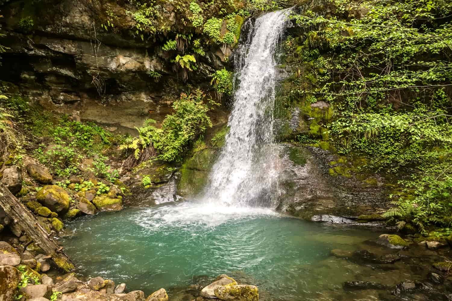 a waterfall drops into a green pool surrounded in moss and ferns on the rogue river trail