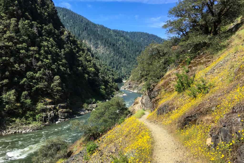 wild and scenic rogue river with the rogue river trail above. Yellow flowers border the well-made trail.