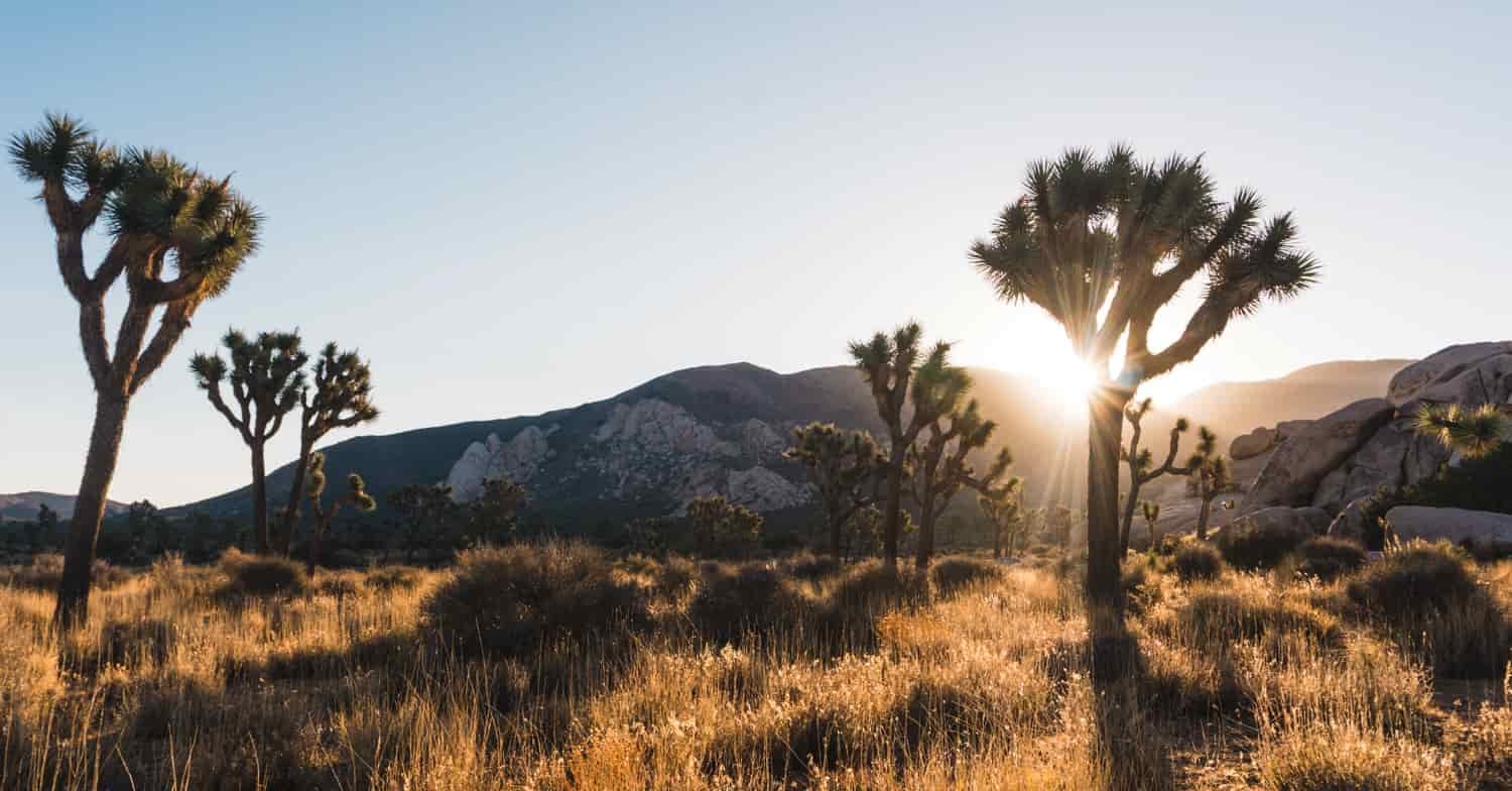 Sun rays shiny through a Joshua tree
