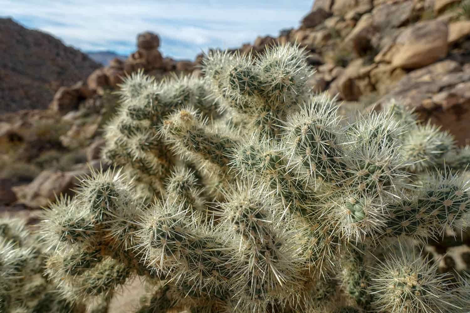 Close up of a cholla cactus's prickly spikes
