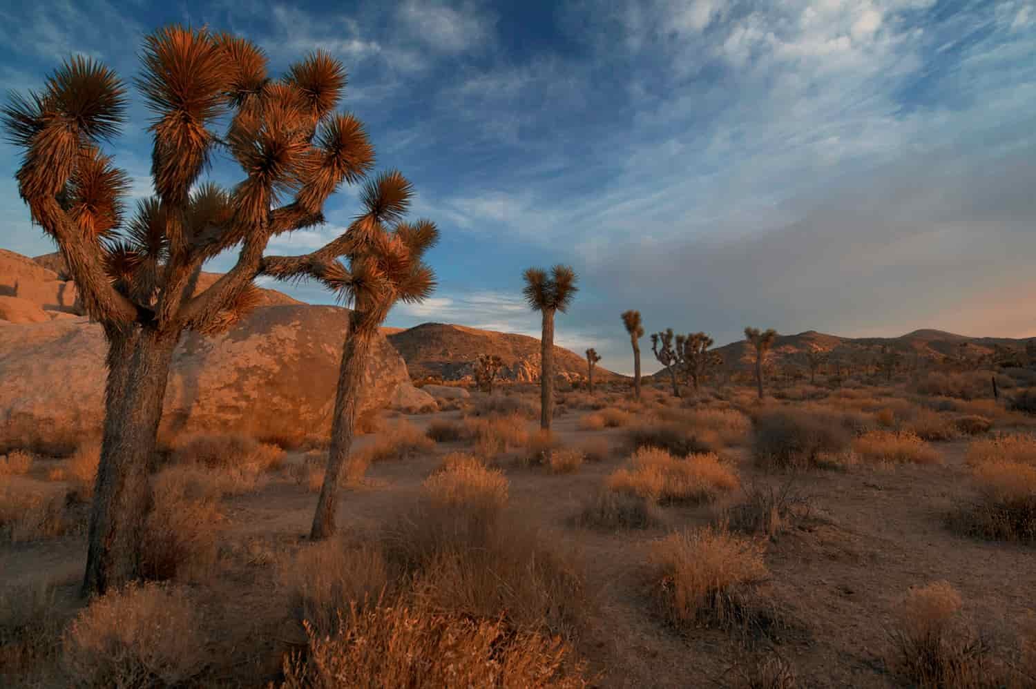 Picture of Joshua trees glowing with a reddish hue as they reflect the setting sun