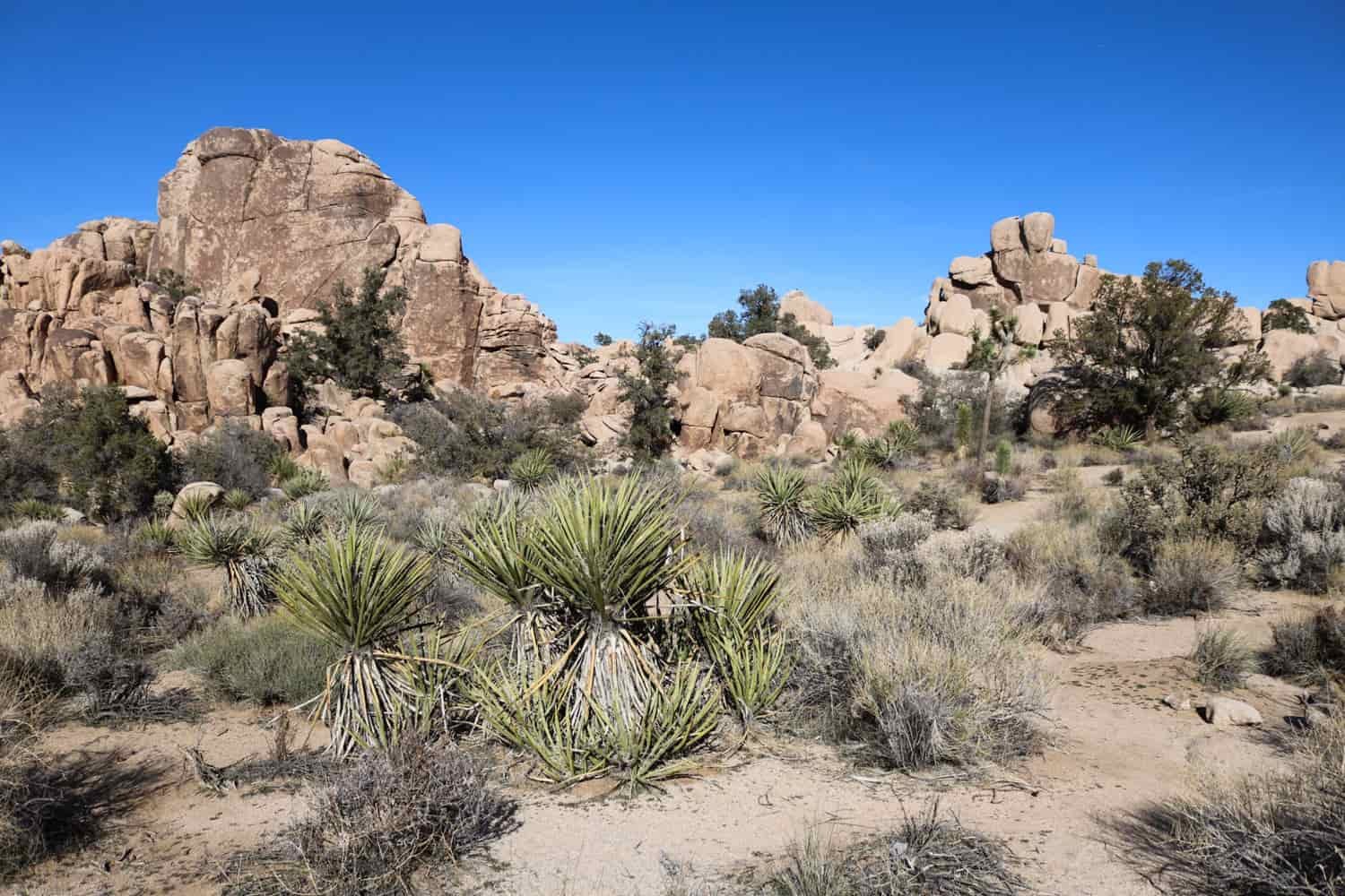A view of desert scrub with dry, rocky outcroppings behind it