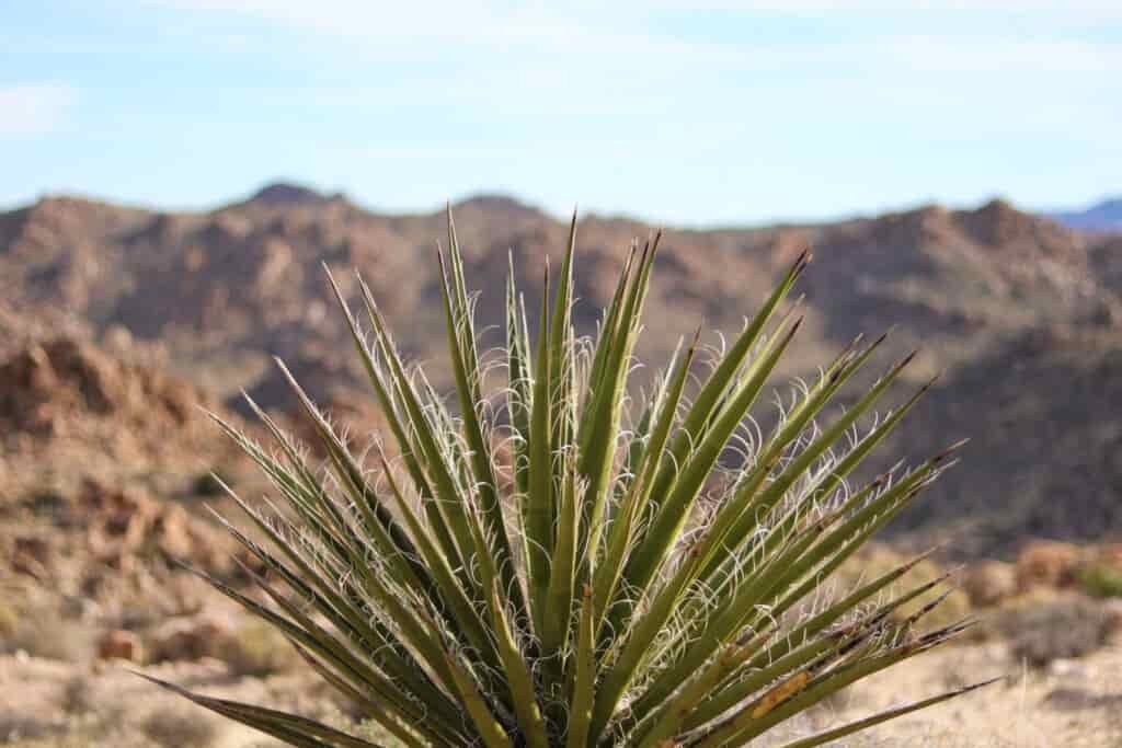 Close up of green desert yucca plant with brown mountains blurred in the background