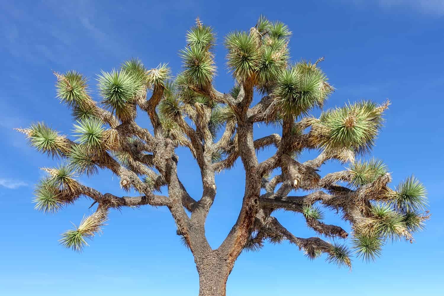 A Joshua tree with blue sky behind it