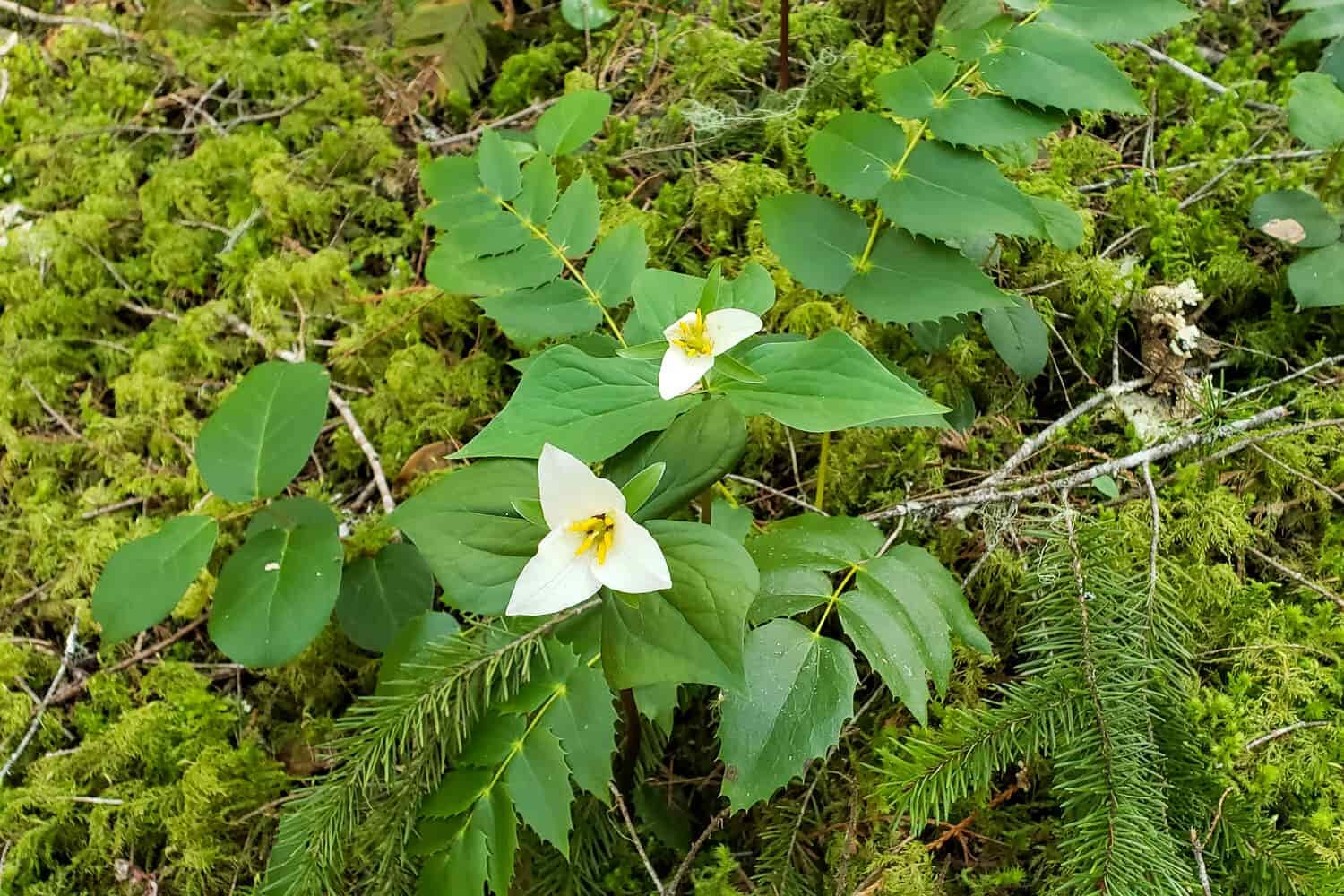 oregon grape, moss, and trillium on the forest floor along the mckenzie river trail