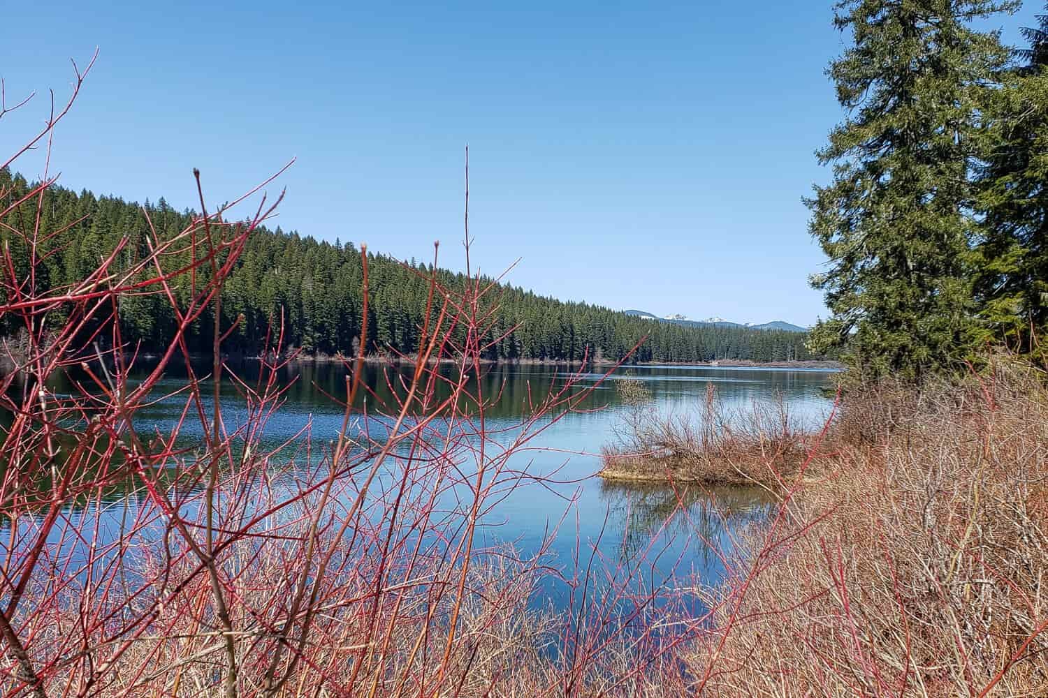 Red branches of bushes alongside clear lake reflecting the blue skies.
