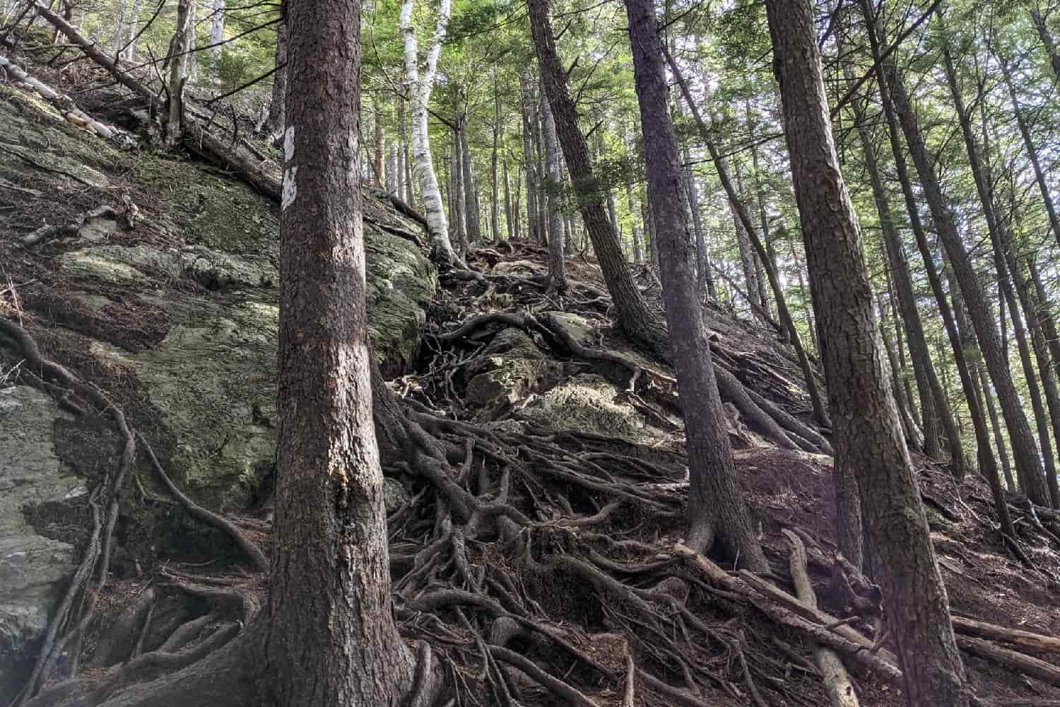 trail consisting of exposed roots of a forest.