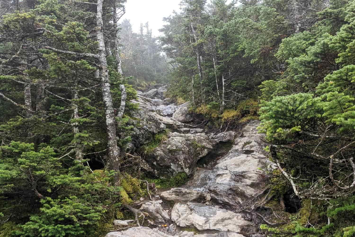 trail climbing rocks and roots between the trees on a foggy day on vermont's long trail.