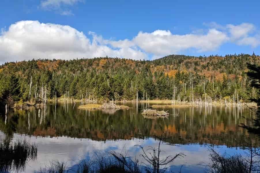 lake with a beaver den in the middle and fall foliage on the lake's edge.